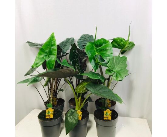 Алокация Alocasia Mix d14 L75, Модель: 0, фото 2 | Доставка цветов Шарм24