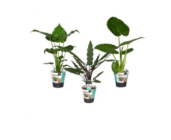 Алокация Alocasia Mix d14 L75, Модель: 0 | Доставка цветов Шарм24