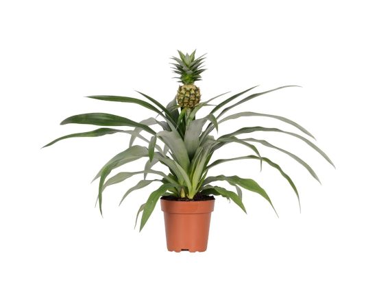 Ананас Ananas Champaca d12 (35-40), Модель: 0 | Доставка цветов Шарм24