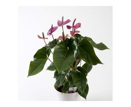 Антуріум Anth An Cavalli 6+ d17 L65, Модель: 0, зображення 2 | Доставка квітів Шарм24