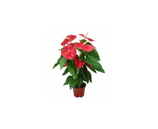 Антуриум An Red Madural 6+ d14 L55, Модель: 0 | Доставка квітів Шарм24