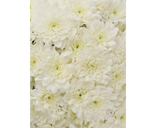 Букет "BALTICA", Модель: 0, фото 3 | Доставка цветов Шарм24