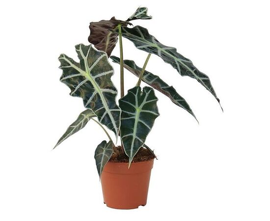 Алокация Полли Alocasia Polly d17 h45, Модель: 0 | Доставка цветов Шарм24