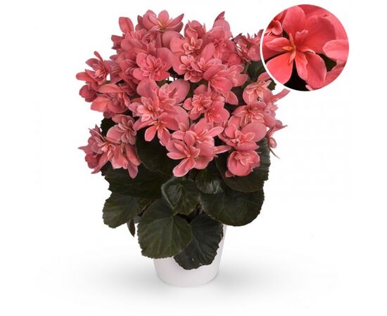 Бегонія Begonia Elat. Hl 'ceveca' d14 L35, Модель: 0 | Доставка квітів Шарм24