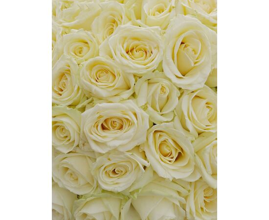 Букет из белых роз 101шт., Модель: 0, фото 3 | Доставка цветов Шарм24