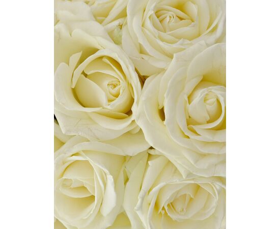Букет з білих троянд 15шт., Модель: 0, зображення 3 | Доставка квітів Шарм24