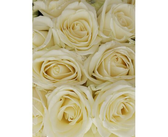 Букет з білих троянд 25шт., Модель: 0, зображення 3 | Доставка квітів Шарм24