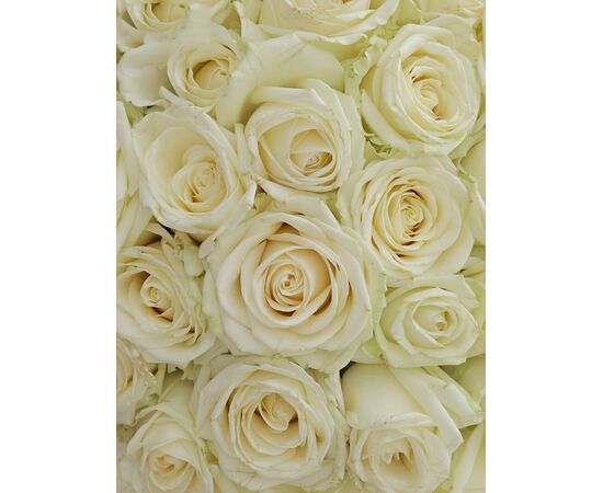 Букет з білих троянд 55шт., Модель: 0, зображення 3 | Доставка квітів Шарм24