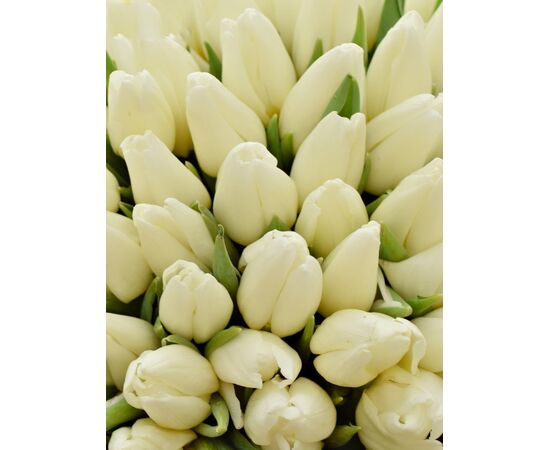 Букет з білих тюльпанів 100шт, Модель: 0, зображення 3 | Доставка квітів Шарм24
