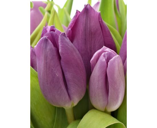 Букет из фиолетовых тюльпанов 35 шт, Модель: 0, фото 3 | Доставка цветов Шарм24