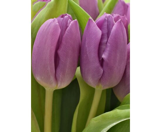 Букет из фиолетовых тюльпанов 55 шт, Модель: 0, фото 3 | Доставка цветов Шарм24