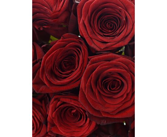 Букет из красных роз 15шт., Модель: 0, фото 3 | Доставка цветов Шарм24