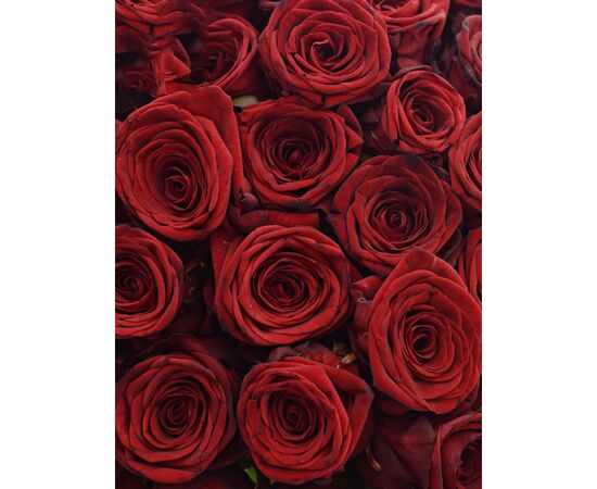 Букет з червоних троянд 55шт., Модель: 0, зображення 3 | Доставка квітів Шарм24