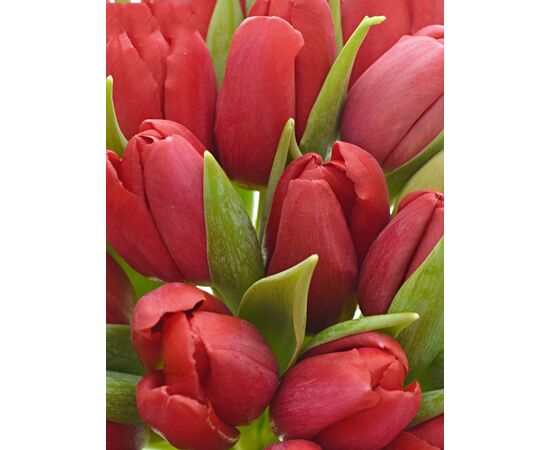Букет из красных тюльпанов 35 шт, Модель: 0, фото 3 | Доставка цветов Шарм24