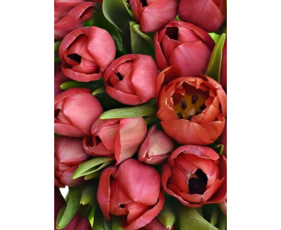 Букет з червоних тюльпанів 55 шт, Модель: 0, зображення 3 | Доставка квітів Шарм24
