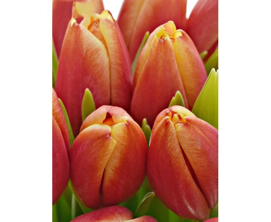 Букет з вогняних тюльпанів 25шт, Модель: 0, зображення 3 | Доставка квітів Шарм24