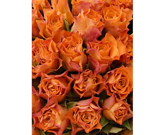 Букет из оранжевых роз 101шт., Модель: 0, фото 3 | Доставка цветов Шарм24