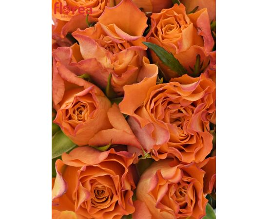 Букет из оранжевых роз 15шт., Модель: 0, фото 3 | Доставка цветов Шарм24