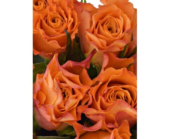 Букет из оранжевых роз 25шт., Модель: 0, фото 3 | Доставка цветов Шарм24