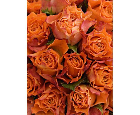 Букет из оранжевых роз 55шт., Модель: 0, фото 3 | Доставка цветов Шарм24