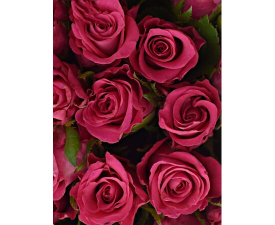 Букет из розовых роз 55шт., Модель: 0, фото 3 | Доставка цветов Шарм24