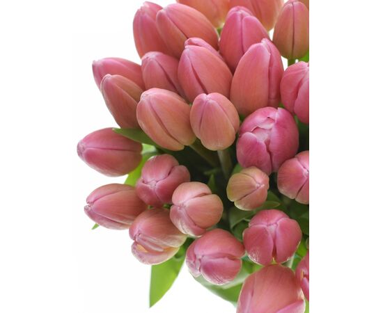 Букет из розовых тюльпанов 35 шт, Модель: 0, фото 3 | Доставка цветов Шарм24