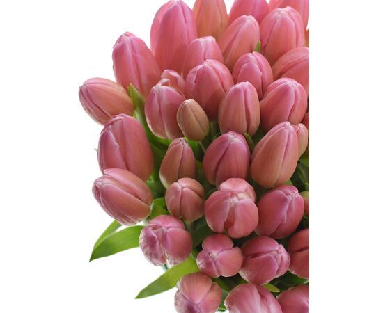 Букет з рожевих тюльпанів 55 шт, Модель: 0, зображення 3 | Доставка квітів Шарм24