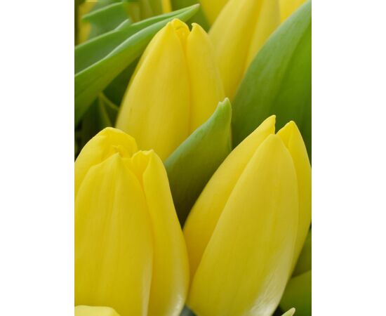 Букет з жовтих тюльпанів 55 шт, Модель: 0, зображення 3 | Доставка квітів Шарм24