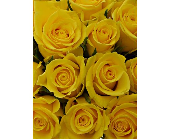 Букет из желтых роз 15шт., Модель: 0, фото 3 | Доставка цветов Шарм24