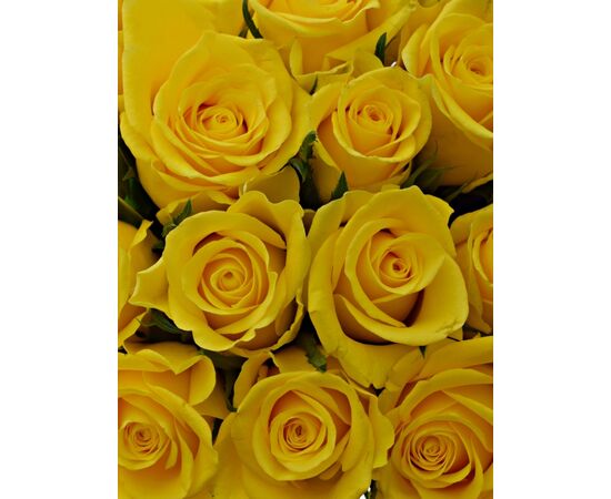 Букет из желтых роз 55шт., Модель: 0, фото 3 | Доставка цветов Шарм24