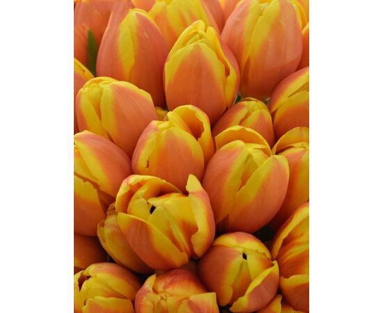 Букет з помаранчевых тюльпанів 55 шт, Модель: 0, зображення 3 | Доставка квітів Шарм24