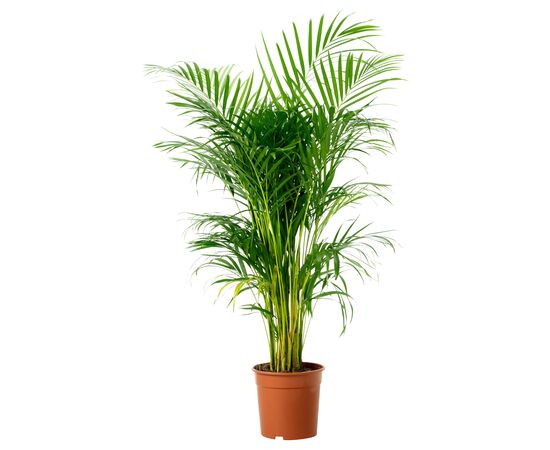 Дипсис Dypsis lutescens d24 L135, Модель: 0 | Доставка цветов Шарм24