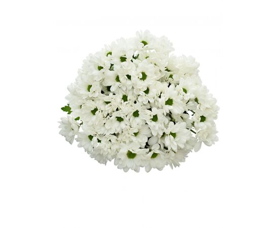 Хризантема Tr Chic White L70, Модель: 0, зображення 2 | Доставка квітів Шарм24