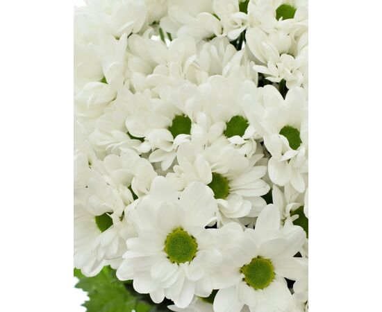 Хризантема Tr Chic White L70, Модель: 0, зображення 3 | Доставка квітів Шарм24