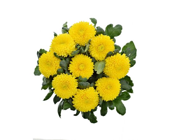 Хризантема Tr Limoncello L70, Модель: 0, зображення 4 | Доставка квітів Шарм24