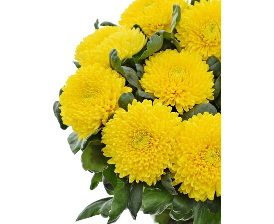 Хризантема Tr Limoncello L70, Модель: 0, зображення 5 | Доставка квітів Шарм24