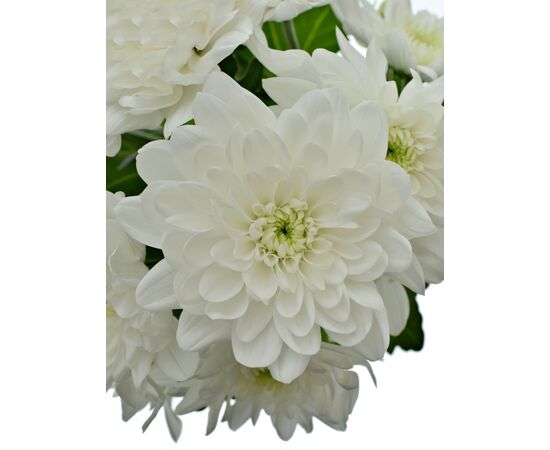 Хризантема Tr Pina Colada White L70, Модель: 0, зображення 2 | Доставка квітів Шарм24