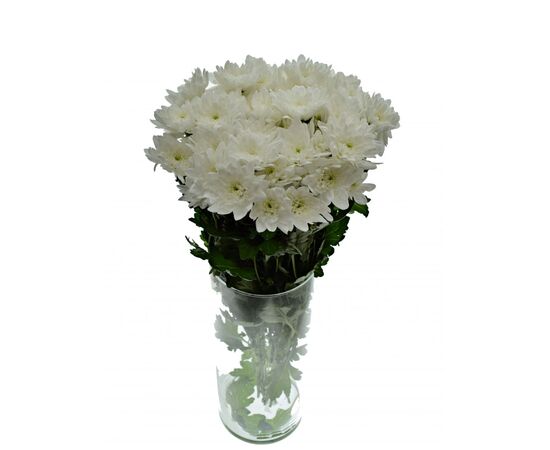 Хризантема Tr Pina Colada White L70, Модель: 0, зображення 3 | Доставка квітів Шарм24