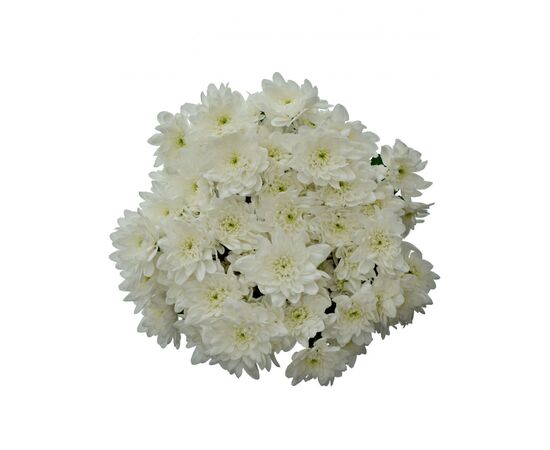 Хризантема Tr Pina Colada White L70, Модель: 0, зображення 4 | Доставка квітів Шарм24