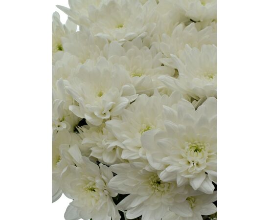 Хризантема Tr Pina Colada White L70, Модель: 0, зображення 5 | Доставка квітів Шарм24