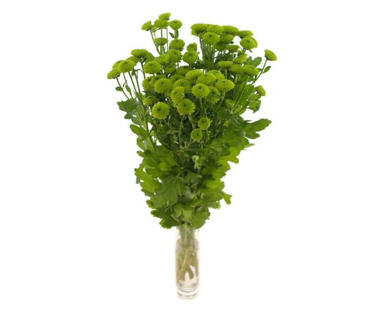 Хризантема Sant Country L55, Модель: 0, фото 3 | Доставка цветов Шарм24