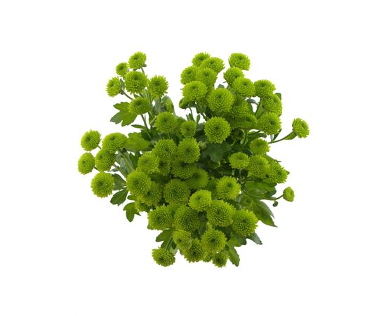 Хризантема Sant Country L55, Модель: 0, фото 4 | Доставка цветов Шарм24