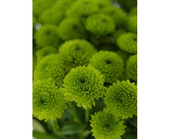 Хризантема Sant Country L55, Модель: 0, фото 5 | Доставка цветов Шарм24