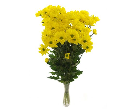 Хризантема Tr Celebrate Ex L70***, Модель: 0, фото 3 | Доставка цветов Шарм24