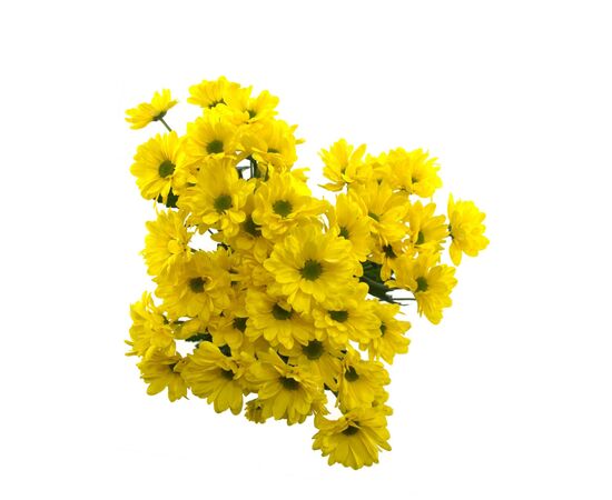 Хризантема Tr Celebrate Ex L70***, Модель: 0, фото 4 | Доставка цветов Шарм24