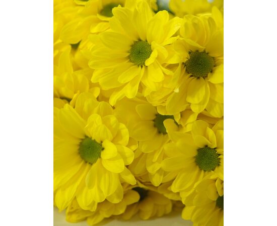 Хризантема Tr Celebrate Ex L70***, Модель: 0, фото 5 | Доставка цветов Шарм24