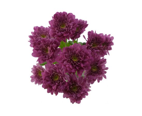 Хризантема Бакарди фиолетовая, Модель: 0, фото 2 | Доставка цветов Шарм24