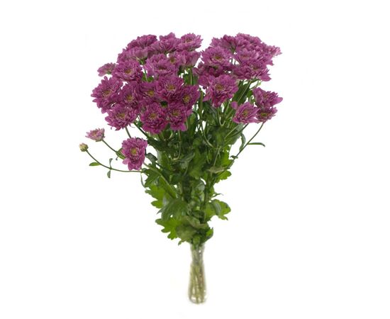 Хризантема Бакарди фиолетовая, Модель: 0, фото 3 | Доставка цветов Шарм24