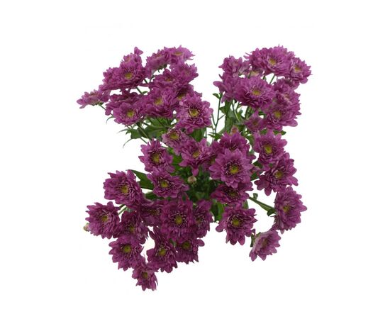 Хризантема Бакарди фиолетовая, Модель: 0, фото 4 | Доставка цветов Шарм24