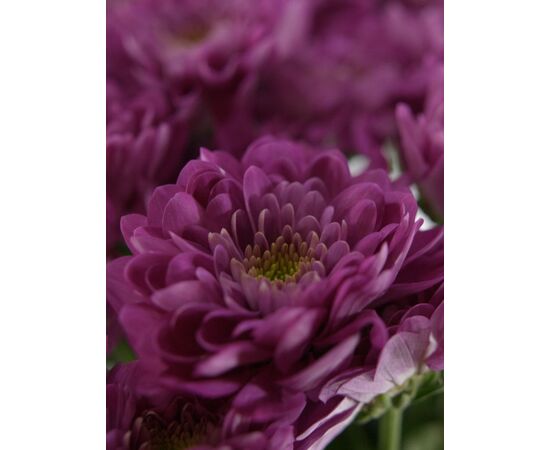 Хризантема Бакарди фиолетовая, Модель: 0, фото 5 | Доставка цветов Шарм24